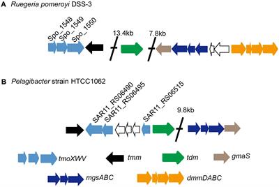 Characterization of the Trimethylamine N-Oxide Transporter From Pelagibacter Strain HTCC1062 Reveals Its Oligotrophic Niche Adaption